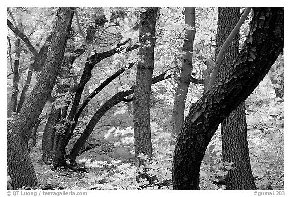 Twisted tree trunks and autumn colors, Smith Springs. Guadalupe Mountains National Park, Texas, USA.