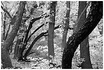 Twisted tree trunks and autumn colors, Smith Springs. Guadalupe Mountains National Park, Texas, USA. (black and white)