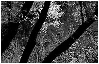 Dark trunks and autumn foliage near Smith Springs. Guadalupe Mountains National Park, Texas, USA. (black and white)