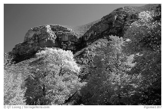 Trees in autumn foliage and cliffs,McKittrick Canyon. Guadalupe Mountains National Park, Texas, USA.