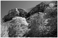 Trees in autumn foliage and cliffs,McKittrick Canyon. Guadalupe Mountains National Park ( black and white)