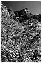 McKittrick Canyon in the fall. Guadalupe Mountains National Park ( black and white)