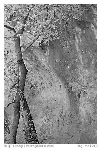 Tree and cliff, McKittrick Canyon. Guadalupe Mountains National Park (black and white)
