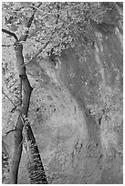 Tree and cliff, McKittrick Canyon. Guadalupe Mountains National Park, Texas, USA. (black and white)