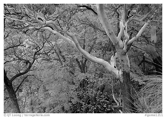 Texas Madrone Tree and autumn color, Pine Canyon. Guadalupe Mountains National Park (black and white)