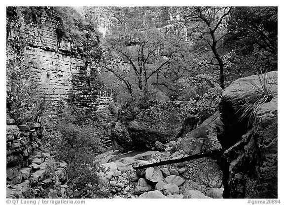 Limestone cliffs and trees in autumn color near Devil's Hall. Guadalupe Mountains National Park (black and white)