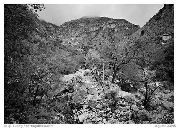 Pine Spring Canyon in the fall. Guadalupe Mountains National Park, Texas, USA.