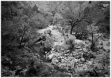 Sotol and trees in uutumn colors, Pine Spring Canyon. Guadalupe Mountains National Park ( black and white)