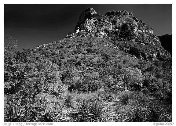 Trees in fall colors and peak in McKitterick Canyon. Guadalupe Mountains National Park (black and white)
