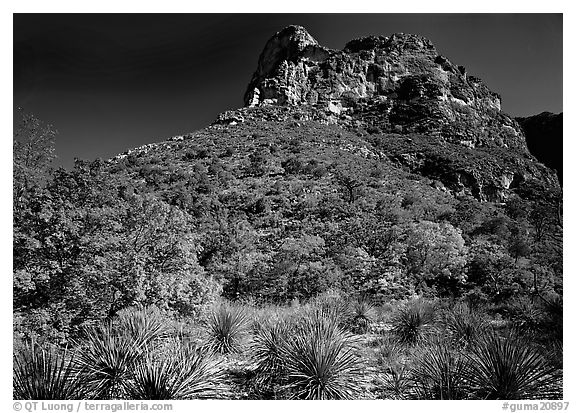 Trees in fall foliage and peak in McKitterick Canyon. Guadalupe Mountains National Park, Texas, USA.