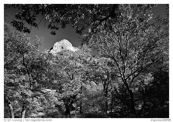 Limestone Peak framed by trees in fall colors in McKitterick Canyon. Guadalupe Mountains National Park (black and white)