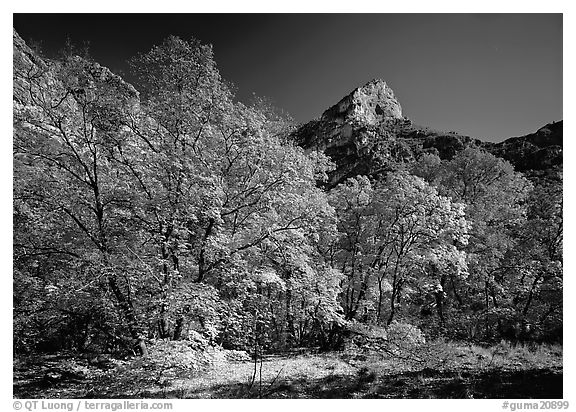 Fall foliage and cliffs, McKittrick Canyon. Guadalupe Mountains National Park (black and white)