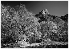 Autumn colors and cliffs in McKittrick Canyon. Guadalupe Mountains National Park ( black and white)