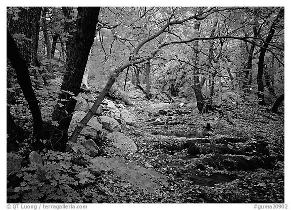 Autumn colors near Smith Springs. Guadalupe Mountains National Park (black and white)