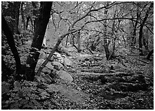 Creek and fall colors, Smith Springs. Guadalupe Mountains National Park, Texas, USA. (black and white)