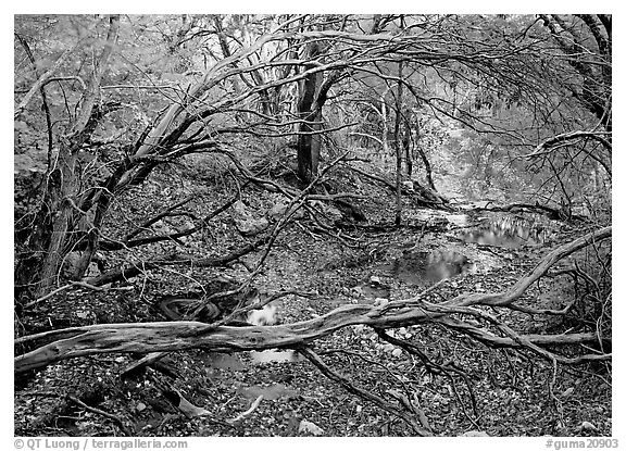 Stream and forest in fall colors near Smith Springs. Guadalupe Mountains National Park (black and white)