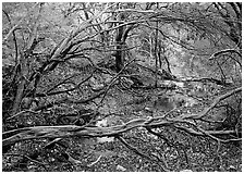 Stream and forest in fall colors near Smith Springs. Guadalupe Mountains National Park, Texas, USA. (black and white)