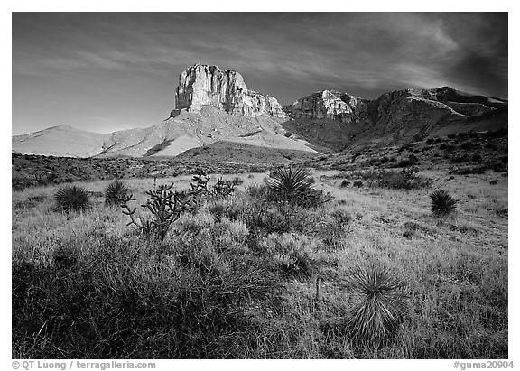 Desert vegetation and El Capitan from Guadalupe pass, morning. Guadalupe Mountains National Park (black and white)