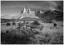 Desert vegetation and El Capitan from Guadalupe pass, morning. Guadalupe Mountains National Park, Texas, USA. (black and white)