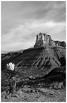 Yucca and El Capitan. Guadalupe Mountains National Park ( black and white)