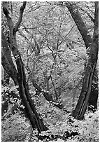 Autumn colors near Smith Springs. Guadalupe Mountains National Park, Texas, USA. (black and white)