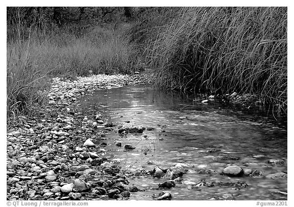 The only year-long stream in the park, McKittrick Canyon. Guadalupe Mountains National Park, Texas, USA.