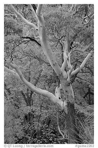 Texas Madrone Tree and muted fall foliage, Pine Canyon. Guadalupe Mountains National Park, Texas, USA.