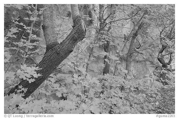 Bright orange leaves and cliff in McKittrick Canyon. Guadalupe Mountains National Park (black and white)