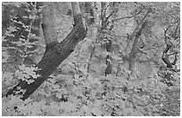 Bright orange leaves and cliff in McKittrick Canyon. Guadalupe Mountains National Park, Texas, USA. (black and white)