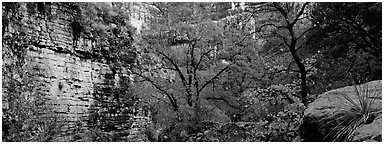 Maple with red autumn foliage in canyon. Guadalupe Mountains National Park (Panoramic black and white)