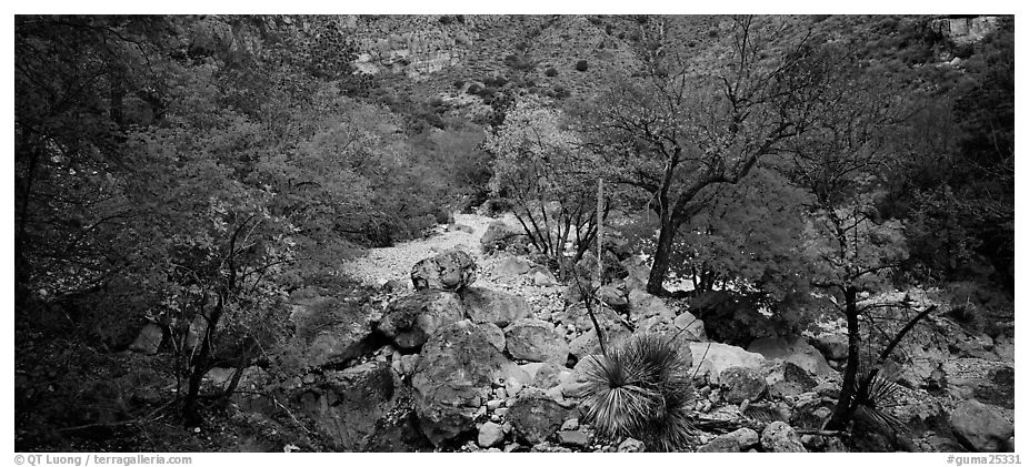 Dry desert wash with trees in bright fall foliage. Guadalupe Mountains National Park (black and white)