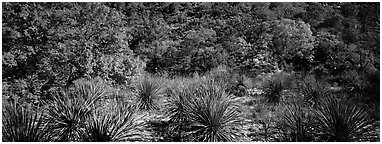 Desert plants and trees in fall foliage. Guadalupe Mountains National Park (Panoramic black and white)
