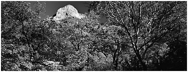 Forest in autumn color and rocky peak. Guadalupe Mountains National Park (Panoramic black and white)