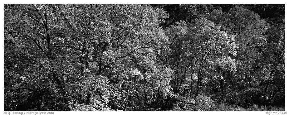 Trees in bright yellow, orange, and red fall foliage. Guadalupe Mountains National Park (black and white)