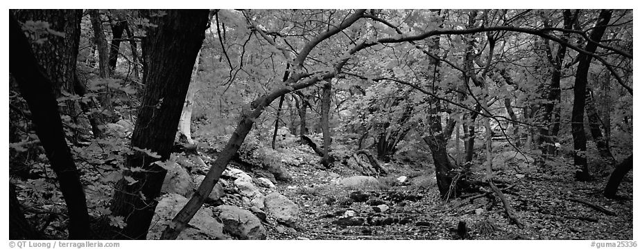 Creek in autumn. Guadalupe Mountains National Park (black and white)