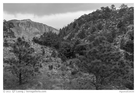 Coniferous forest, approaching storm. Guadalupe Mountains National Park, Texas, USA.