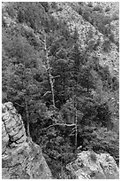 Pinnacles and conifer trees. Guadalupe Mountains National Park, Texas, USA. (black and white)