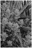 Close-up of Indian paintbrush and sotol. Guadalupe Mountains National Park, Texas, USA. (black and white)