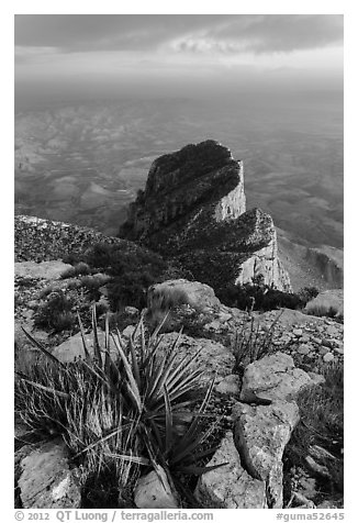 Sotol on Guadalupe Peak and El Capitan backside. Guadalupe Mountains National Park (black and white)