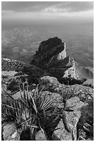 Sotol on Guadalupe Peak and El Capitan backside. Guadalupe Mountains National Park ( black and white)