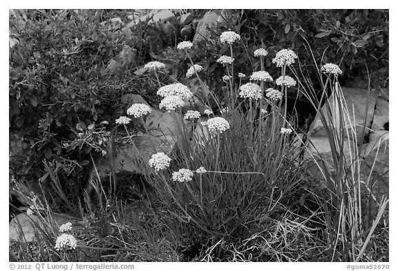 Close up of cluster of yellow flowers. Guadalupe Mountains National Park (black and white)