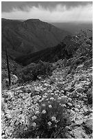 Flowers, Hunter Peak, Pine Spring Canyon. Guadalupe Mountains National Park ( black and white)