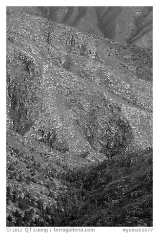 Forested ridges above Pine Spring Canyon. Guadalupe Mountains National Park (black and white)