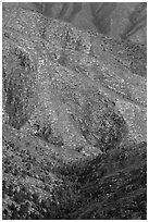 Forested ridges above Pine Spring Canyon. Guadalupe Mountains National Park ( black and white)