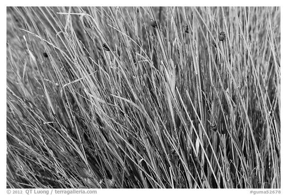 Ladybugs in grass. Guadalupe Mountains National Park, Texas, USA.