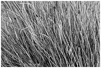 Ladybugs in grass. Guadalupe Mountains National Park, Texas, USA. (black and white)