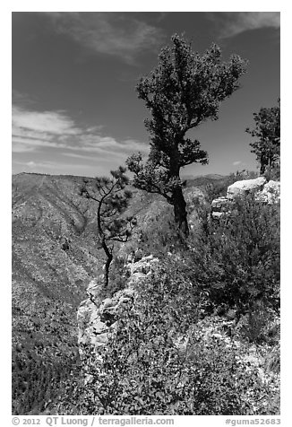 Pine trees and limestone rock. Guadalupe Mountains National Park, Texas, USA.