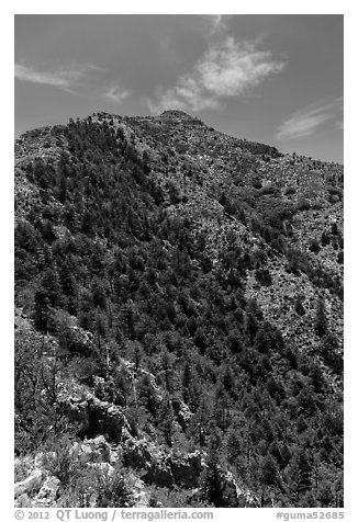 Guadalupe Peak and forested slopes. Guadalupe Mountains National Park (black and white)