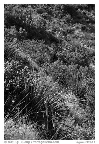 Desert shrubs on slope. Guadalupe Mountains National Park (black and white)