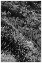 Desert shrubs on slope. Guadalupe Mountains National Park ( black and white)